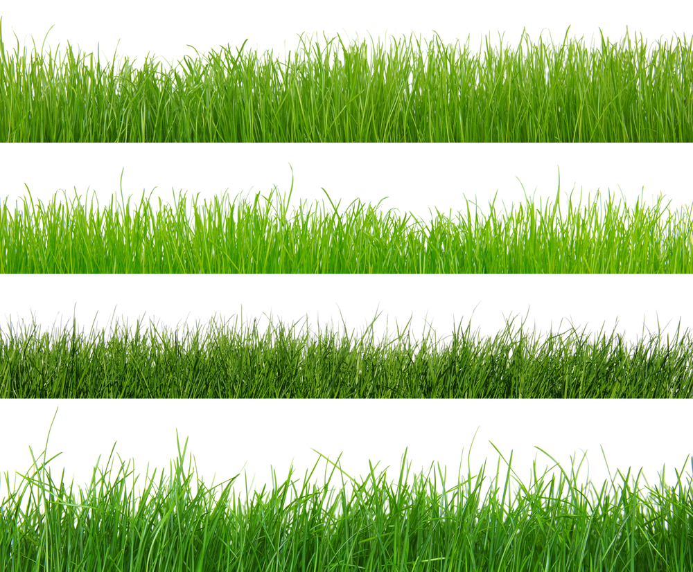 Pop Quiz: Which Type of Grass Is Right for Your Kansas ...