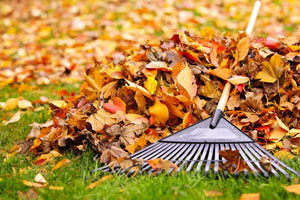 fall leaf removal and lawn care
