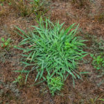 preemergent crabgrass on a bare lawn