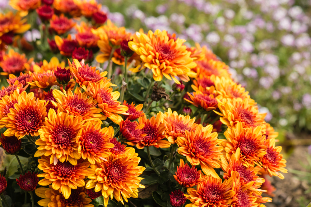 The Best Fall Flowers Veggies To Plant In Kansas City