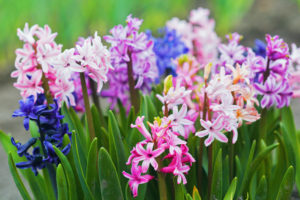 hyacinth fall bulbs