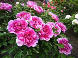 pink peonies flowers