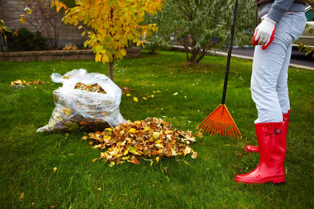 woman raking leaves for fall clean up