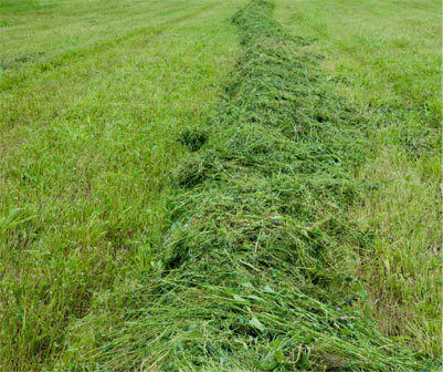 cut to your own length Autumn grass idea for long grass clumps 