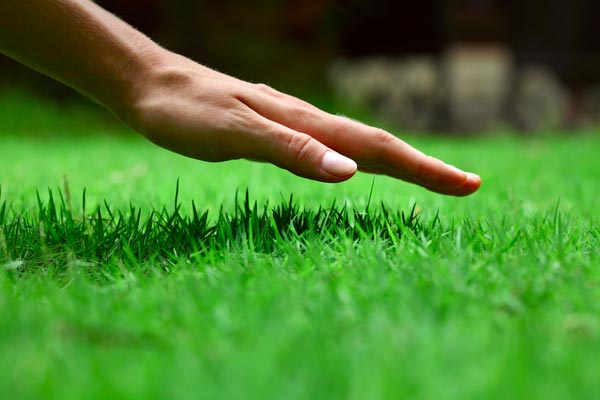 Lawn Aeration tips