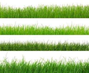 types of grass for your lawn in Kansas City